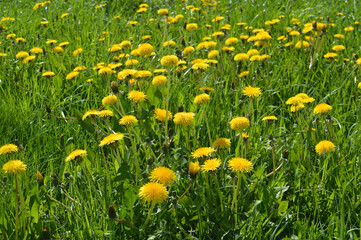 Summer dandelions at sunny day.