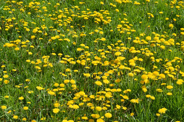 Summer dandelions at sunny day.