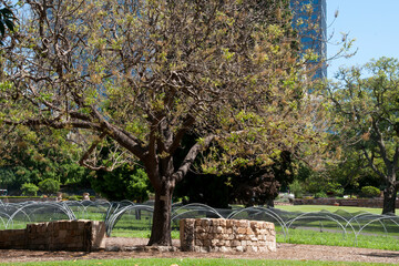 Sydney Australia, view of city green space in early spring