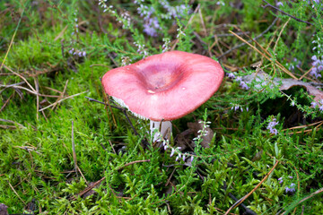 Red Russula  mushroom