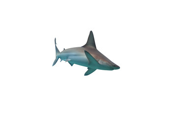 Fototapeta premium Shark isolated on white background
