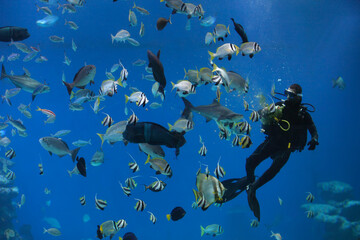 diver is feeding fishes  in the Shark Pool of Coral World Underwater Observatory aquarium in Eilat, Israel.