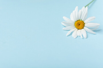 Fresh delicate medicinal chamomile on blue background with copy space