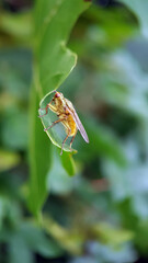 Fly garden macro leaf summer