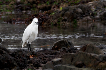 South African White Egret on a windy day