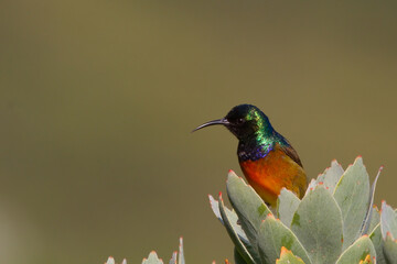 South African Sunbird