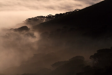 Hills and Trees in inversion clouds