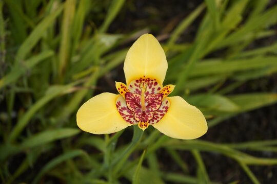 Yellow Tigridia pavonia, Iridaceae family