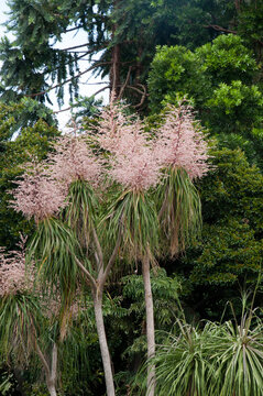Sydney Australia, beaucarnea recurvata or ponytail palm with stems of pink flowers native to south-eastern Mexico