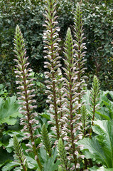 Sydney Australia, acanthus mollis or oyster plant in garden 
