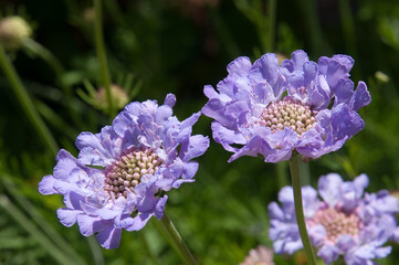 Sydney Australia, caucasian scabious or pincushion-flower native to the Caucasus, north eastern Turkey, and northern Iran.