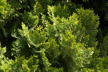 Sydney Australia, close-up on pine tree branch in the sunshine