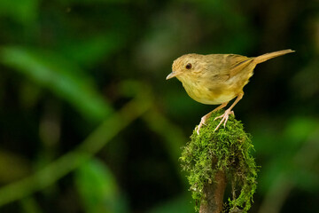 Buff-breasted Babbler  perching on a tip of perch covering with moss