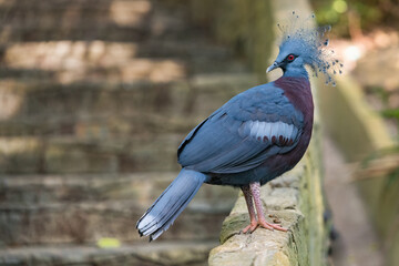 Victoria crowned pigeon perching on edge of the  wall