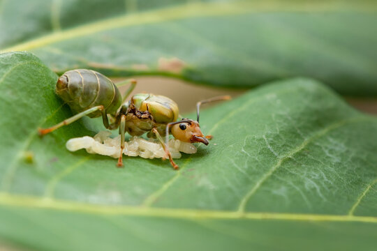 Queen weaver ant with her eggs on Longan leaf