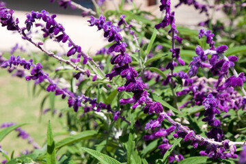 Sydney Australia, flower stem of a purple velvet mexican sage plant