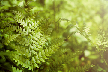 Herbal background. Fern leaves in the forest. Sunny weather, space for text.