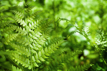 Herbal background. Fern leaves in the forest. Sunny weather, space for text.