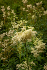 queen of the meadows