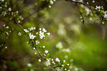 Floral background. Blossoming cherry branch. Green blurred background, free space for text.