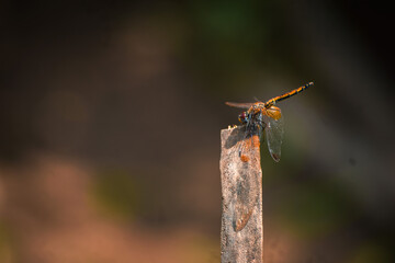 Dragonfly on a branch