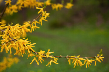 Spring background. Branches of yellow forsythia on a green blurred background. Free space for text.