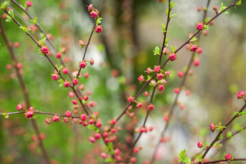 Spring floral background. Branches with pink flowers on a green background. Soft selective focus, blurred background.