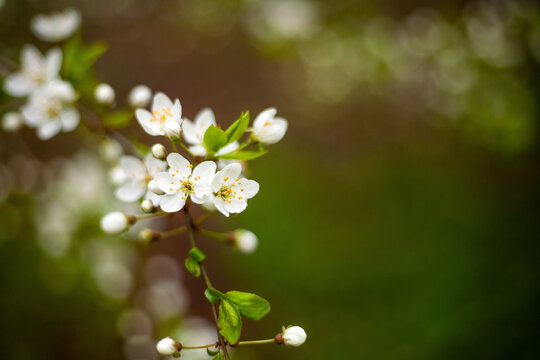 Floral background. Blossoming cherry branch. Green blurred background, free space for text.