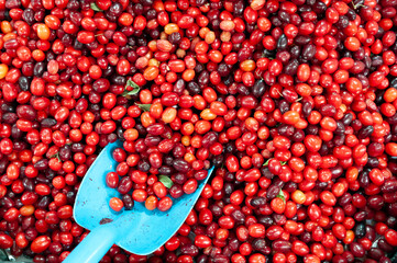 Fruit, cranberry, food, sour stock photo