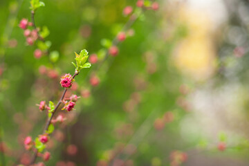 Spring floral background. Branches with pink flowers on a green background. Soft selective focus, blurred background.