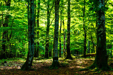 Obraz premium Bosque encantado, Urbasa y Andía
