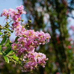 Light pink flowers blossom  of Сrape myrtle tree (Lagerstroemia indica) on blurred green background in city park Krasnodar. Close-up selective focus. Public landscape Galitsky park in summer 2021