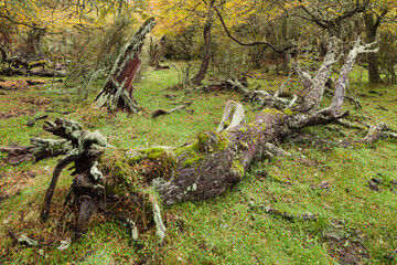 Lenga forest with dead trees in Torres del Paine National Park, Chile
