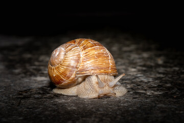 snail on a stone