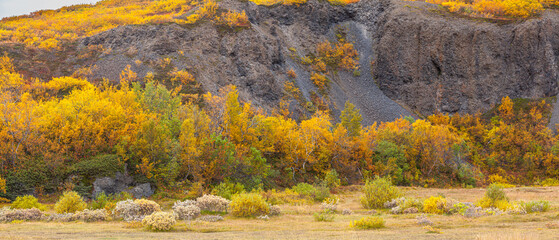 Panoramic image of trees and shrubs in autumn colors on a solidified lava flow in the north of Iceland