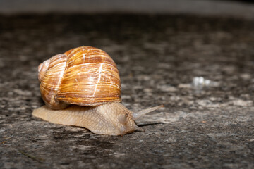 snail on the road