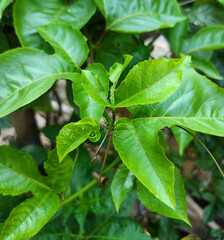 green leaves of a plant