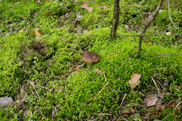 Imleria badia, commonly known as the bay bolete, is an edible, pored mushroom found in Europe and North America 