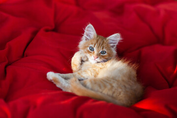 Fototapeta na wymiar Close up portrait of cute red kitten lying in the shape of heart on a red fabric background. Concept of love, St. Valentines day, World Pet Day. Selective focus.