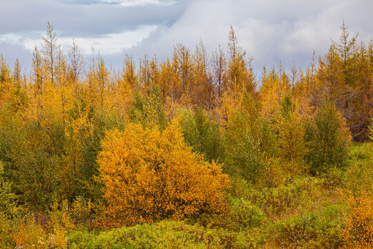 Small group of birch and larch trees in autumn colors