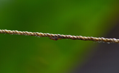 snails movement on a cloths line