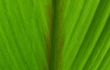 abstract pattern on a green leaf
