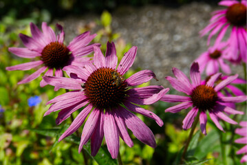 Obraz premium Bee sitting on top of Echinacea purpurea in Zurich, Switzerland
