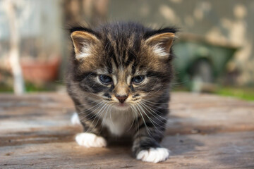one cute siberian kitten on beautiful background