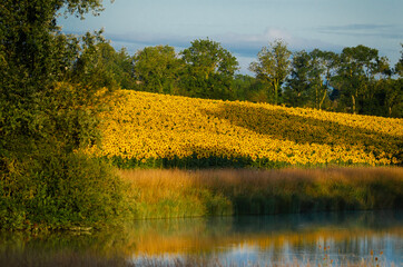 rapeseed field