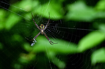 colorful web of a spider