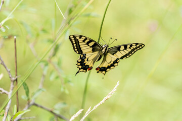 butterfly on the grass