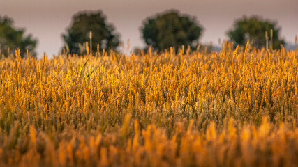 Reportage sur l' Agriculture