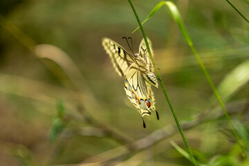 butterfly on a flower