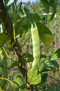 Green bean Focus on green string and defocused beans pods and leaves growing in garden